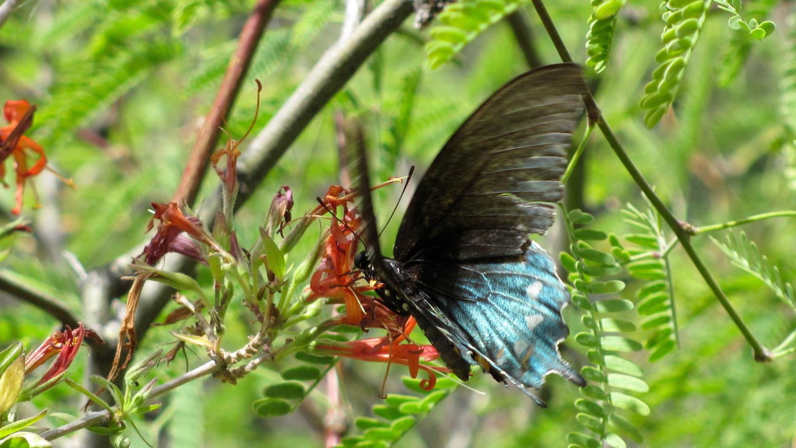 Butterfly and blooms